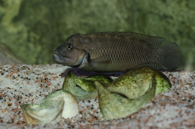 Telmatochromis temporalis 'Mpulungu'